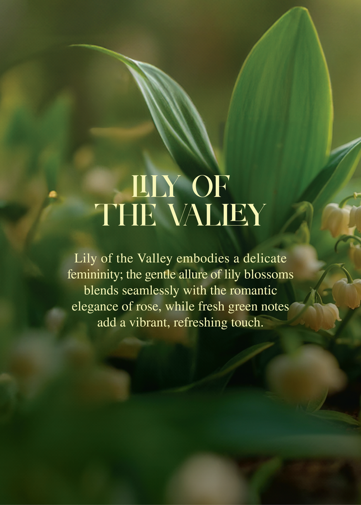 Lily of the Valley